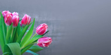 Gri arkaplanda izole edilmiş pembe laleler.