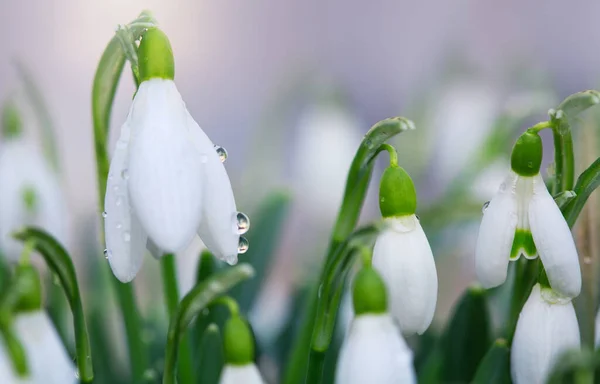 Jarní pozadí s bílými sněhové kapky květiny v slunné zahradě . — Stock fotografie