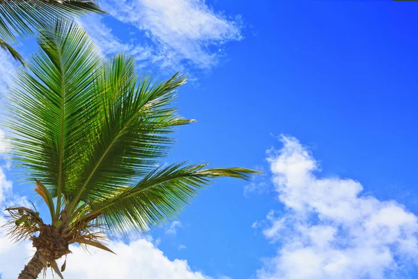 Palm boom geïsoleerd op blauwe lucht achtergrond. — Stockfoto