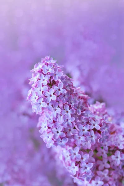 Rama con flores de primavera lila en jardín aislado. — Foto de Stock