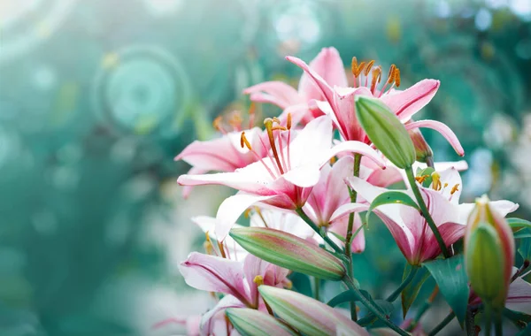 Розовые цветы лилии изолированы на зеленом фоне. — стоковое фото