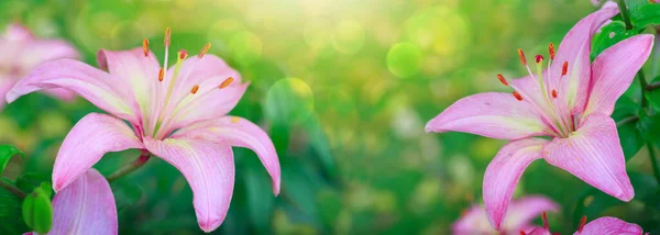 Flores de lirio rosa aisladas sobre fondo verde. —  Fotos de Stock