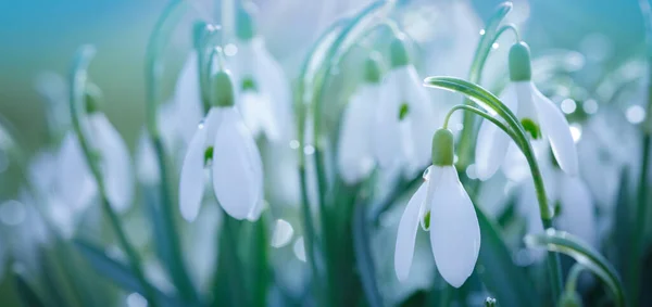 Húsvéti háttér hóvirág bokeh háttér napfényes tavaszi kert — Stock Fotó