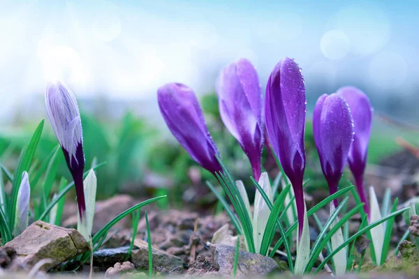 Voorjaar achtergrond met close-up van een groep bloeiende paarse krokus bloemen . — Stockfoto