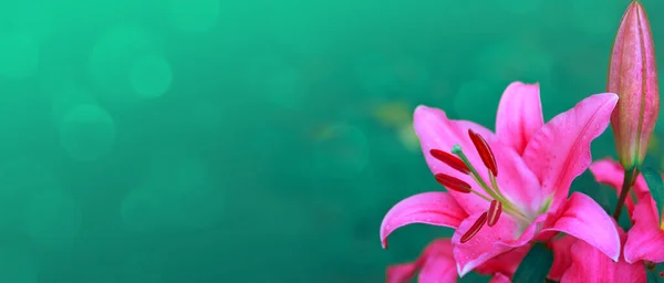 Pink lily flowers isolated on green background. — Stock Photo, Image