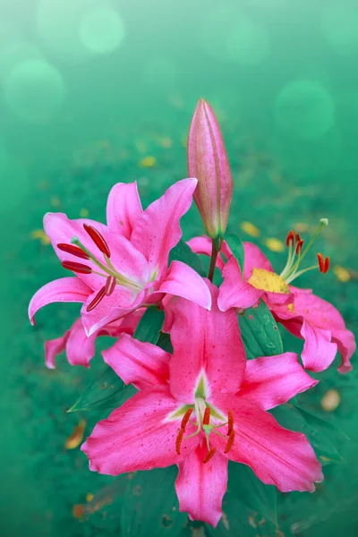 Рожеві квіти лілії ізольовані на зеленому фоні . — стокове фото