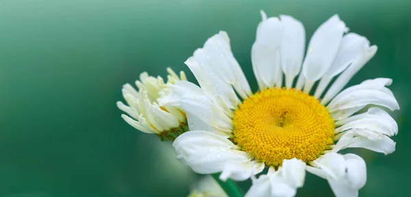 Macro shot van witte madeliefje bloem geïsoleerd op groen . — Stockfoto