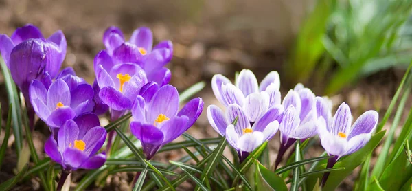 Primo piano di un viola fiori di croco isolati. — Foto Stock