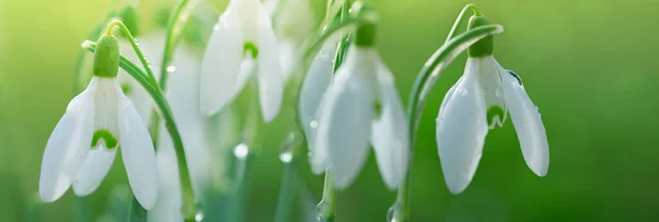 Velikonoční pozadí se sněhové kapky na pozadí bokeh v slunné jarní zahradě — Stock fotografie