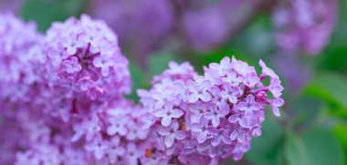 Bahçede yeşil yapraklı leylak çiçekleri olan bir dal.