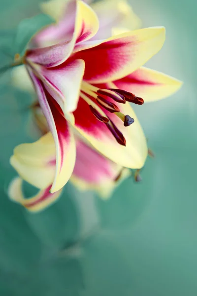 Рожева квітка лілії ізольована на зеленому фоні . — стокове фото