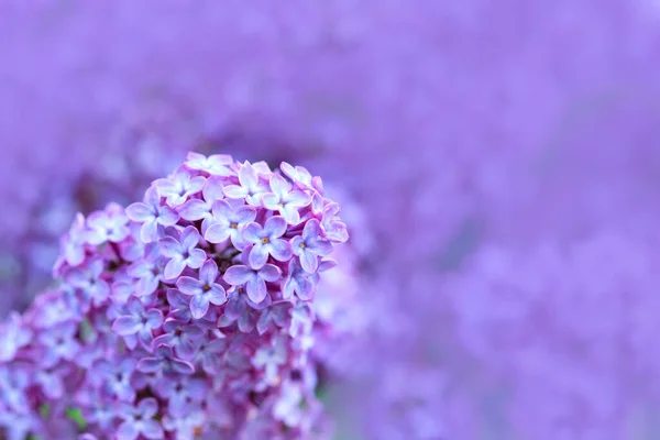 Ramo com flores lilás primavera no jardim isolado. — Fotografia de Stock
