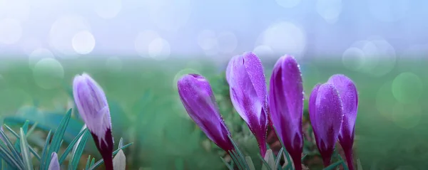 Fundo de primavera com close-up de um grupo de flores de croco roxo florescendo . — Fotografia de Stock