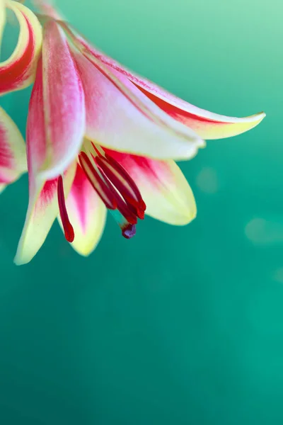 Барвистий квітка лілії ізольований все зелений фон . — стокове фото