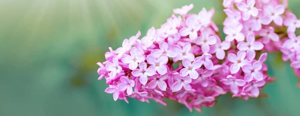 Branch with spring lilac flowers in garden isolated on green — Stock Photo, Image