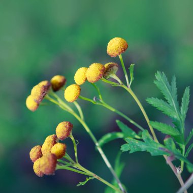 Güneşin altında arka planda bulanık bir bahçede Craspedias 'ın yakın çekimi.