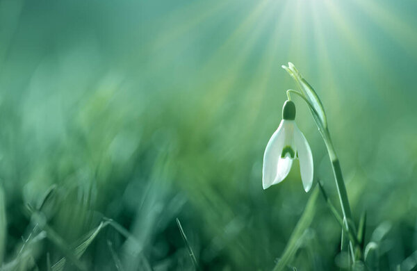 Подснежник на фоне размытия в солнечном весеннем саду под солнечными лучами.