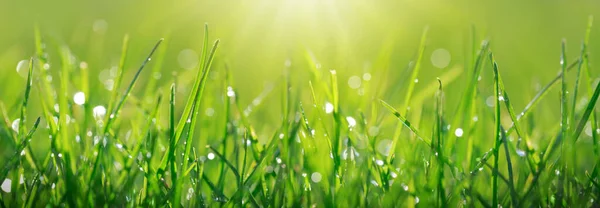 Zielona wiosenna trawa z kroplami rosy blisko w świetle słonecznym. — Zdjęcie stockowe