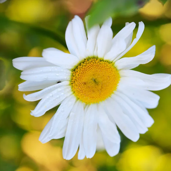 Fleur de camomille avec gouttes d'eau sur le fond vert. — Photo