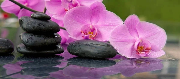 Flor de orquídea rosa e pedras de spa com gotas de água isoladas  . — Fotografia de Stock