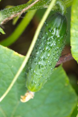 Yung salatalıkları serada yetişir..