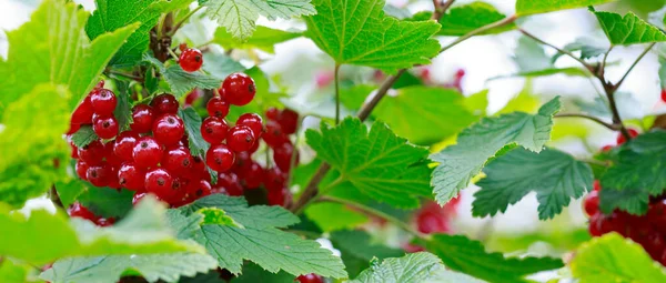 Röda vinbär i daggdroppar på en buske i sommarträdgården. — Stockfoto