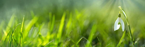 Fondo primavera con bucaneve su sfondo bokeh in giardino soleggiato primavera . — Foto Stock