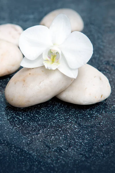 Fundo de spa com flor de orquídea branca e pedra com gotas de água — Fotografia de Stock
