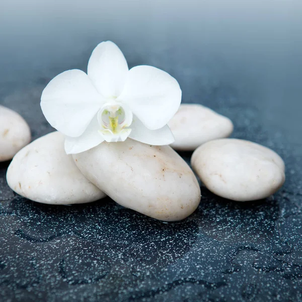 Spa background with white orchid flower and stone with water drops — Stock Photo, Image