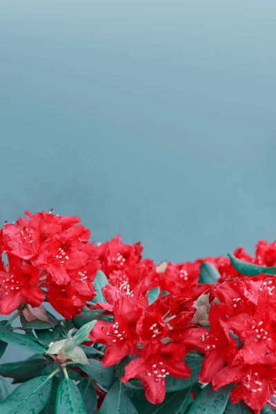 Flores rojas de azalea en el jardín de primavera. — Foto de Stock