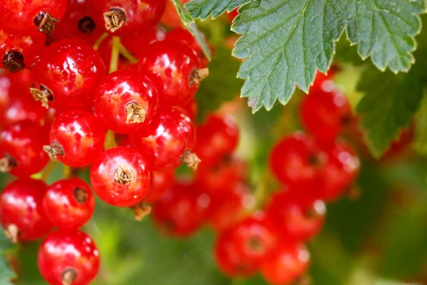 Ripe red currants in the garden, selective focus . — Stock Photo, Image
