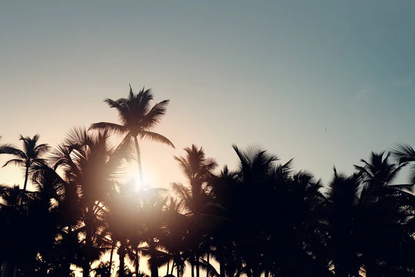 Palmiers au coucher du soleil en arrière-plan. Paysage paradisiaque tropical. — Photo