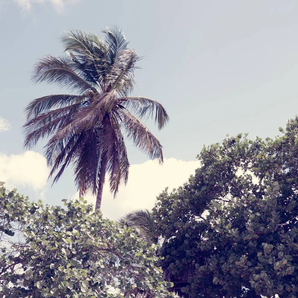 Palm träd isolerad på blå himmel bakgrund. — Stockfoto