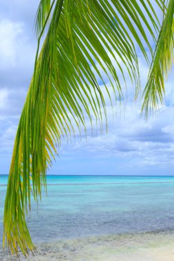 Karayip denizi ve palmiye yapraklarıyla seyahat et .