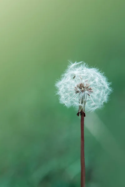 Voorjaar achtergrond met enkele paardebloem op groene achtergrond. — Stockfoto