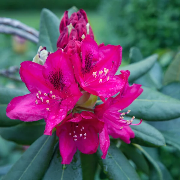 Fondo primavera con bella rosa Rododendro. — Foto Stock