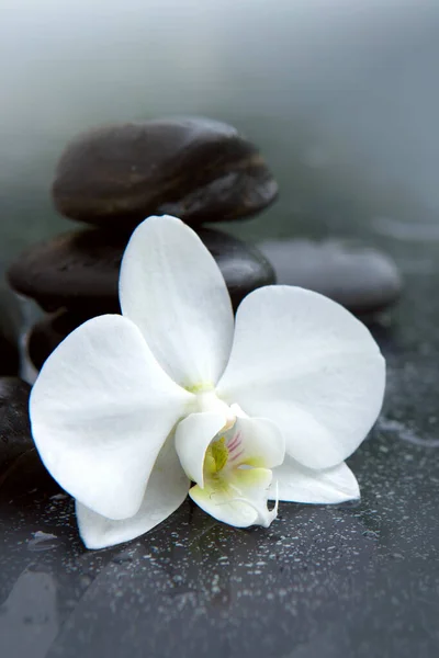 Flor branca da orquídea e pedra com gotas de água isoladas — Fotografia de Stock