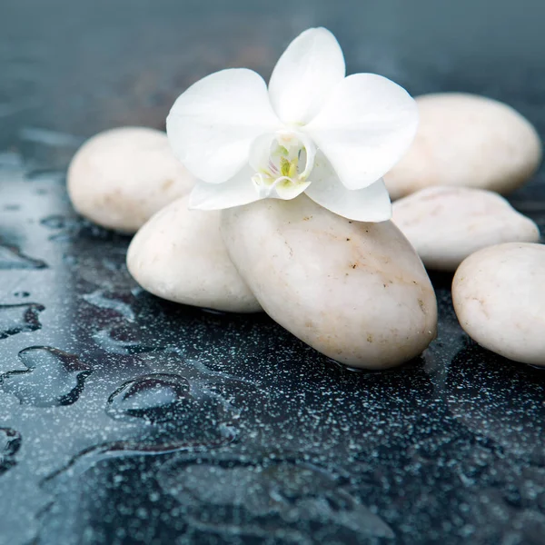 Fundo de spa com flor de orquídea branca e pedra com gotas de água — Fotografia de Stock