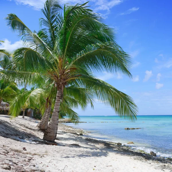 Tło podróży z Morzem Karaibskim i palmami. — Zdjęcie stockowe