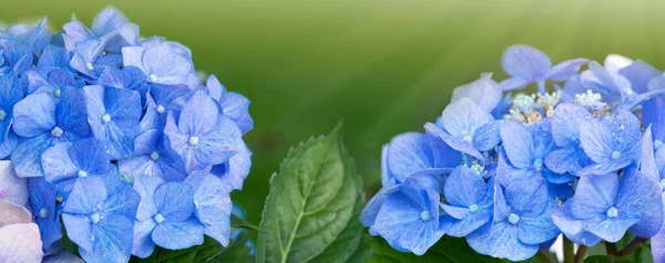 Flores de hortênsia azul crescendo no jardim, fundo floral . — Fotografia de Stock