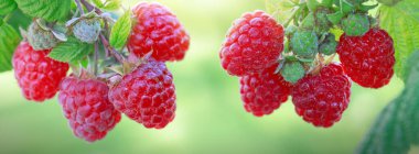 Olgun Kırmızı Ahududu yaz bahçesinde.