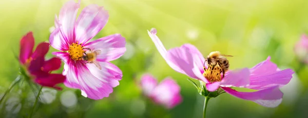 Пчела работает над розовым цветком космоса. Летний фон . — стоковое фото