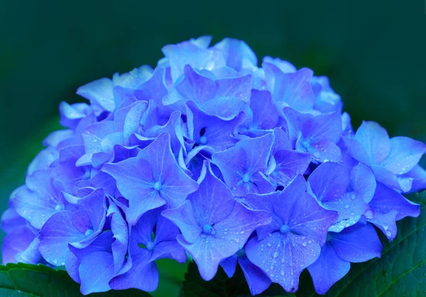 Makro bild av Blå hortensia blomma på grön . — Stockfoto