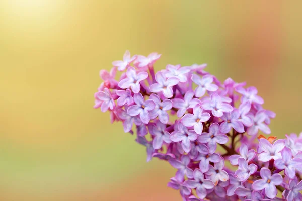 Branch with spring lilac flowers in garden isolated — Stock Photo, Image