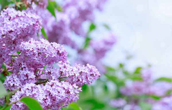 Branch with spring lilac flowers in garden isolated on sky background. — Stock Photo, Image