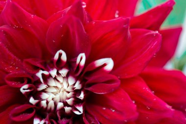 Kırmızı yıldız çiçeği arkaplanının Macro fotoğrafı.