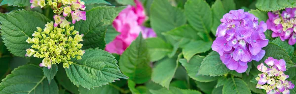 Fiori di ortensia rosa che crescono in giardino. — Foto Stock