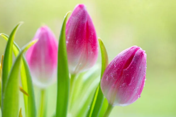 Tulipes roses isolées sur fond vert . — Photo