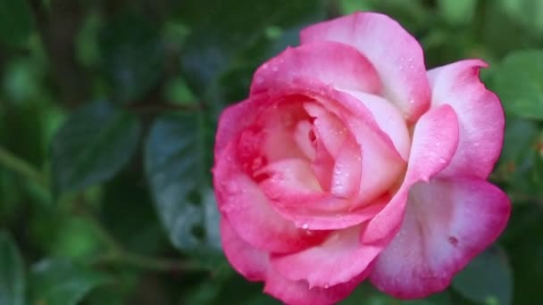 여름 정원의 분홍빛 장미의 근접 사진. — 비디오