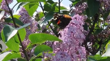 Rüzgarda açmakta olan leylak dalları. Kelebekli bahar arkaplanı.